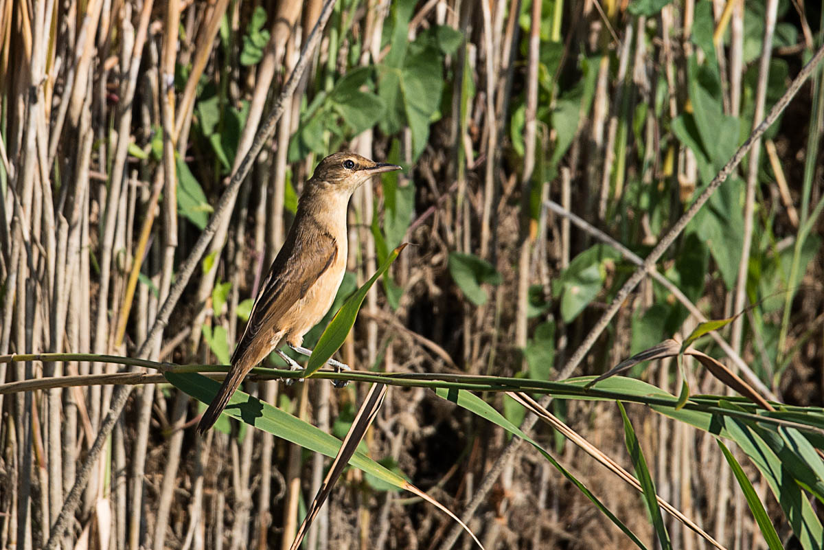 Cannareccione (Acrocephalus arundinaceus )?     S !